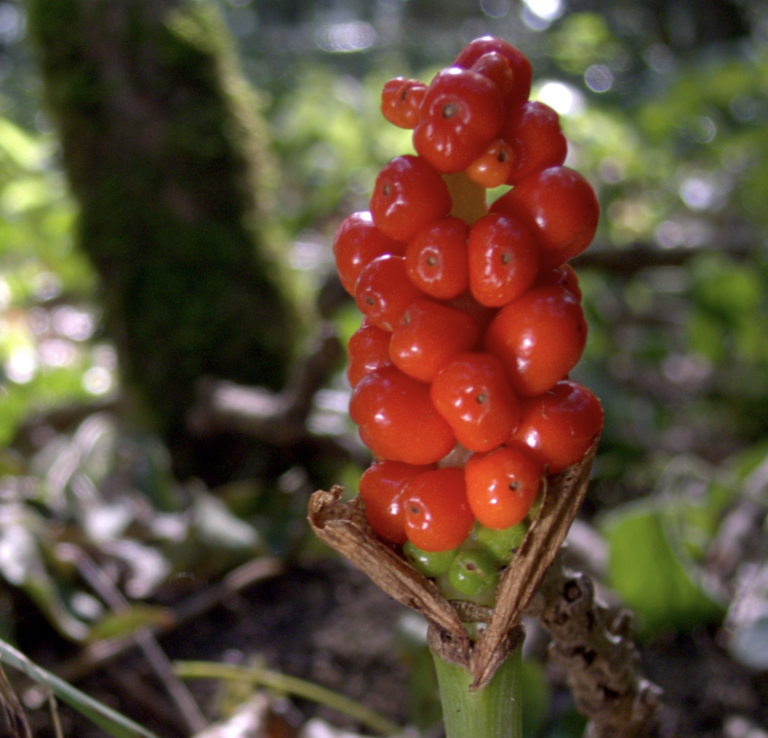 arum-maculatum