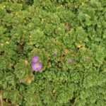 Aubriète deltoïde, Aubrietie deltoïde, Aubriétia à delta