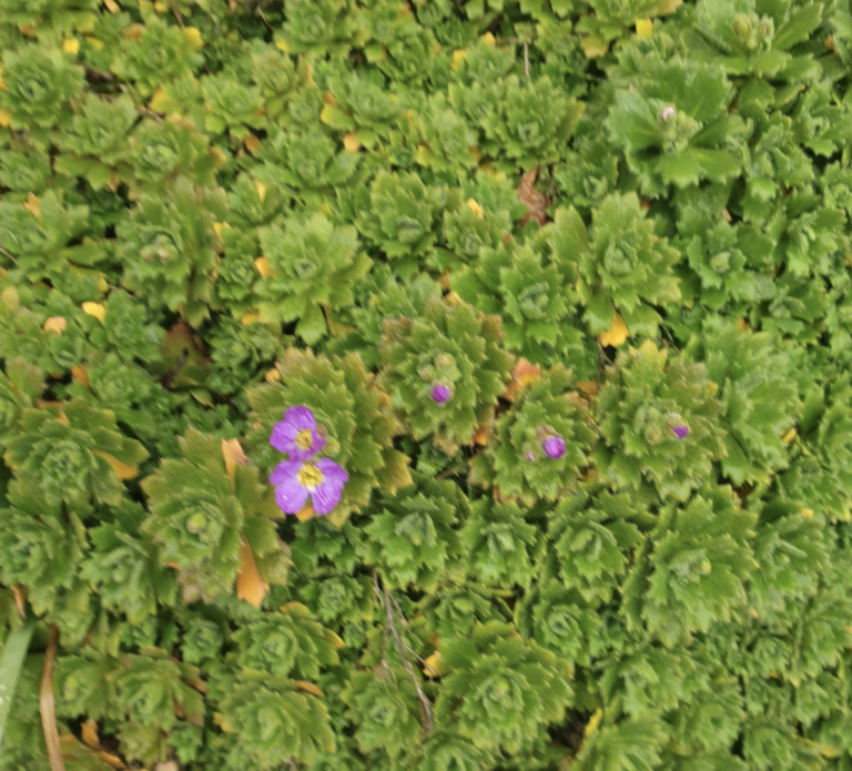 aubriete-deltoide-aubrietie-deltoide-aubrietia-a-d