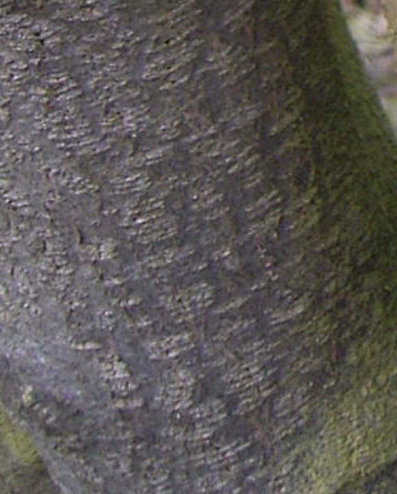 bourdaine-aulne-noir-frangula-alnus