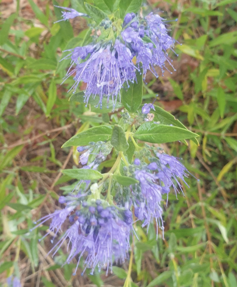 caryopteris-clandonensis
