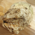 Céleri rave, Apium graveolens var. rapaceum