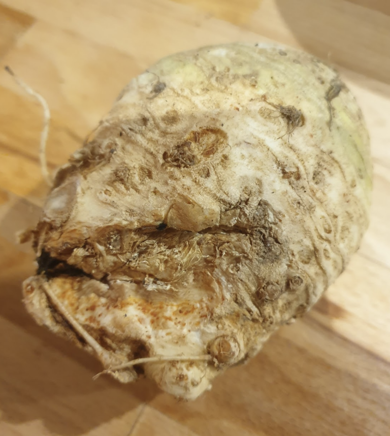 celeri-rave-apium-graveolens-var-rapaceum