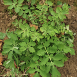 Chelidonium majus, Herbe aux verrues
