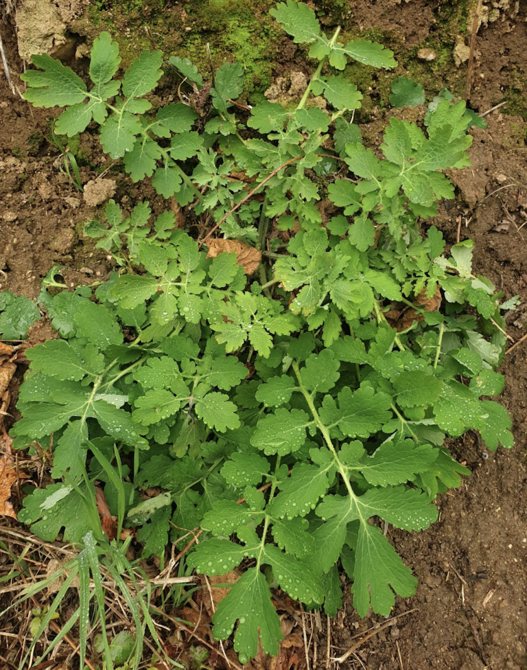 chelidonium-majus-herbe-aux-verrues