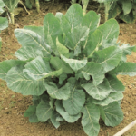 Chou fourrager, Chou perpétuel