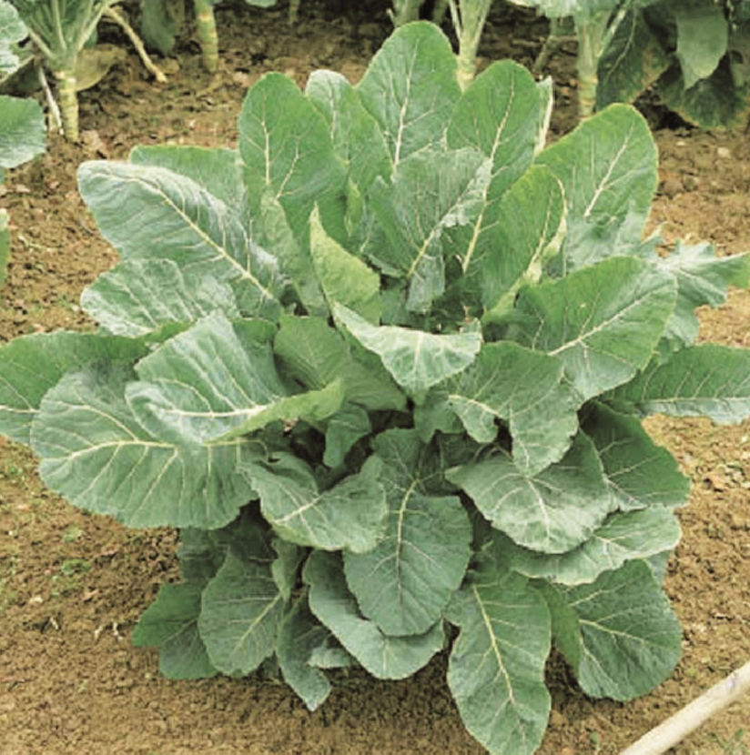 chou-fourrager-chou-perpetuel