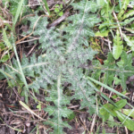 Cirsium vulgare
