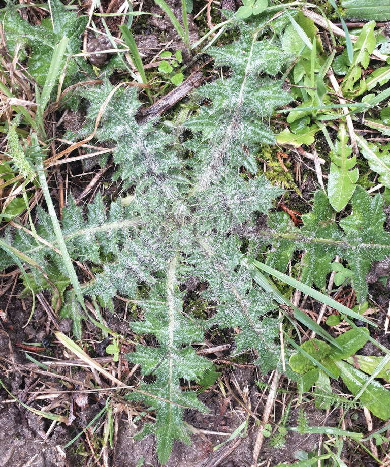 cirsium-vulgare