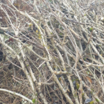 Comment faire des abris à hérisson ?