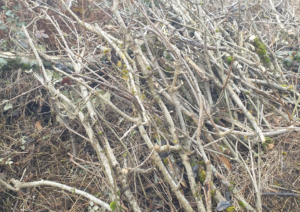 Comment faire des abris à hérisson ?