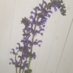 Comment multiplier les lavandes ?