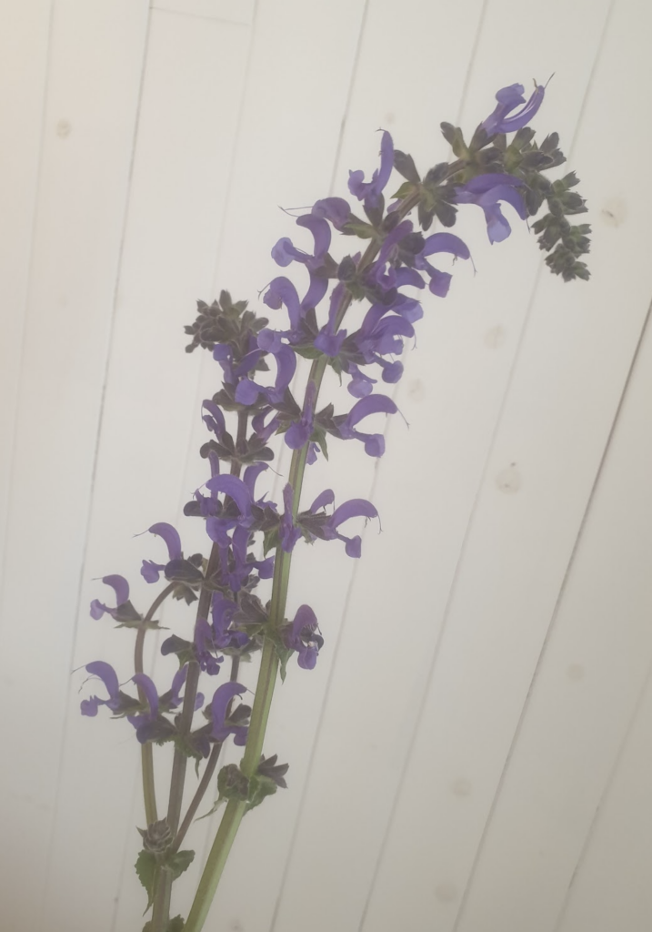 comment-multiplier-les-lavandes