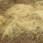 Comment se comporte une graine semée dans une motte de terre enfouie dans un foin humide ?