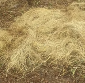 Comment se comporte une graine semée dans une motte de terre enfouie dans un foin humide ?