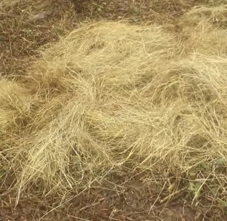 comment-se-comporte-une-graine-semee-dans-une-mott