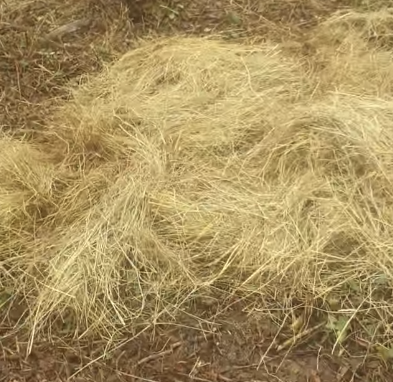 comment-se-comporte-une-graine-semee-dans-une-mott