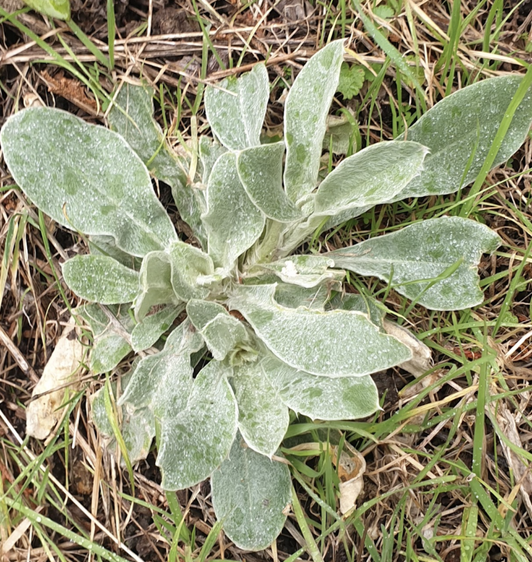 coquelourde-des-jardins