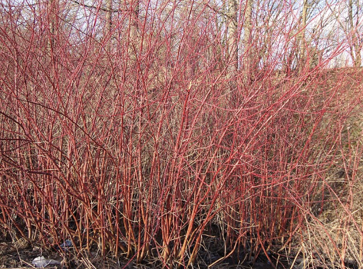 cornouiller-blanc-cornus-alba