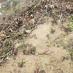 Dans quelle mesure a-t-on le droit de ramasser le sable de la rivière ?