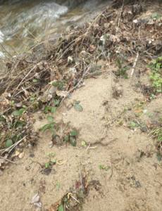 Dans quelle mesure a-t-on le droit de ramasser le sable de la rivière ?