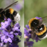 Dans quoi nichent les bourdons ?