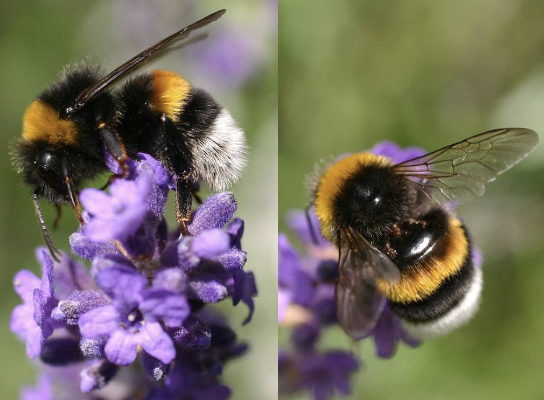 dans-quoi-nichent-les-bourdons