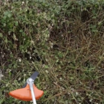 Débroussaillage en hiver et passereaux