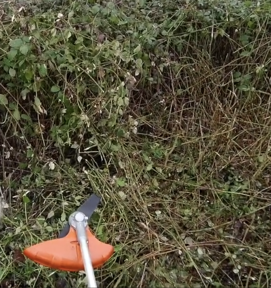 debroussaillage-en-hiver-et-passereaux