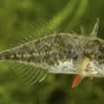 Epinoche à quatre épines