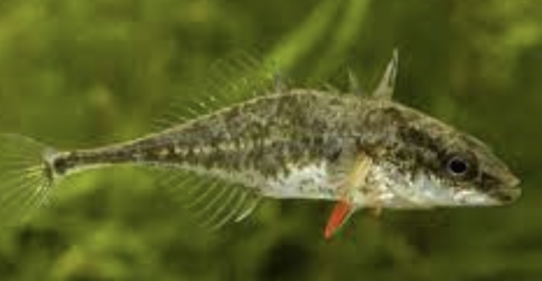 epinoche-a-quatre-epines