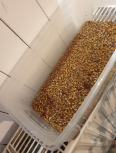 Faire germer des graines dans l’eau au-dessus d’un chauffage ça fait germer plus vite ?