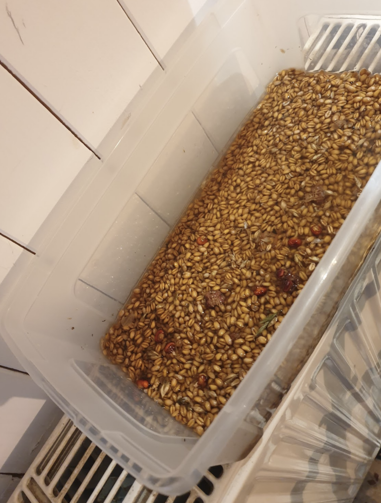 faire-germer-des-graines-dans-l-8217-eau-au-dessus