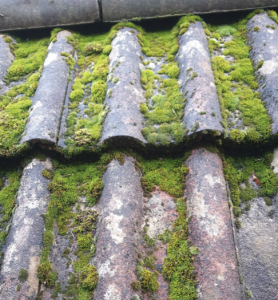 Faut-il forcément enlever la mousse d’un toit en tuile ?