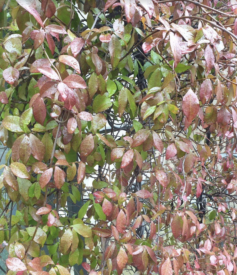 faux-jasmin-jasmin-etoile