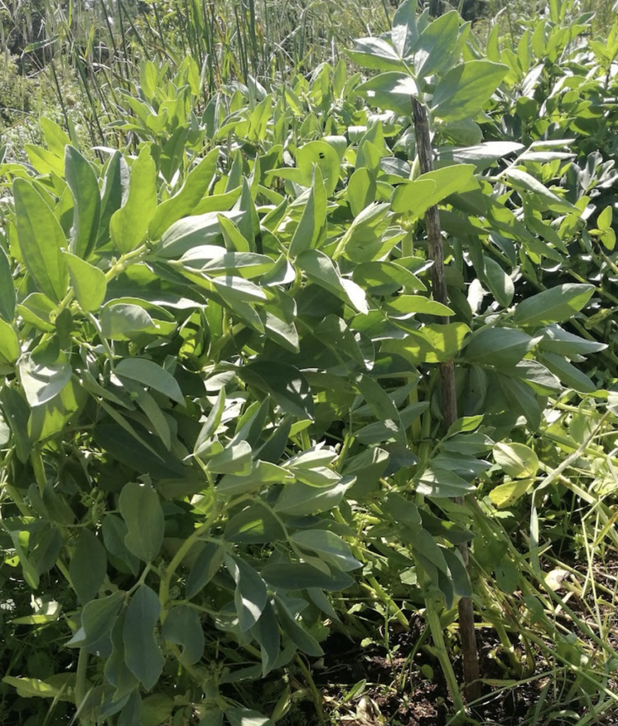 feve-d-8217-aguadulce