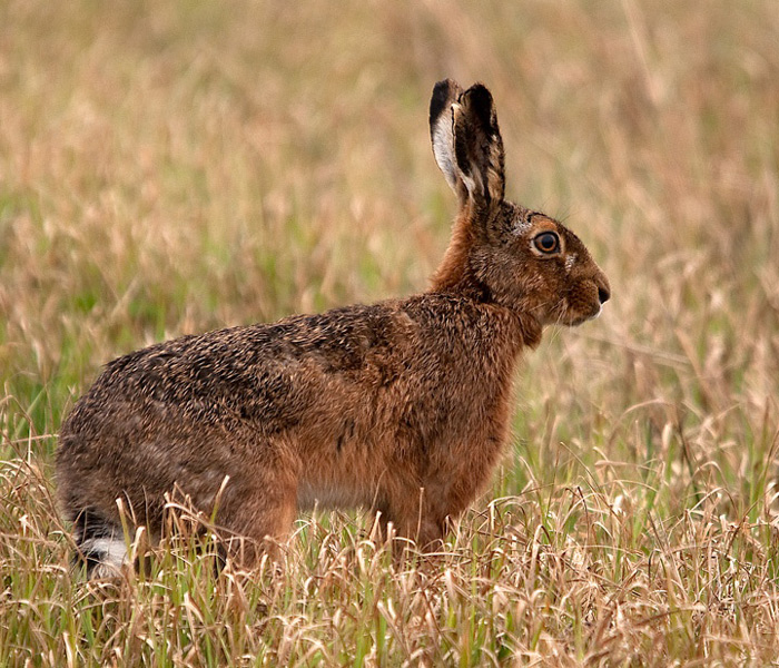 European hare (Lepus europaeus)