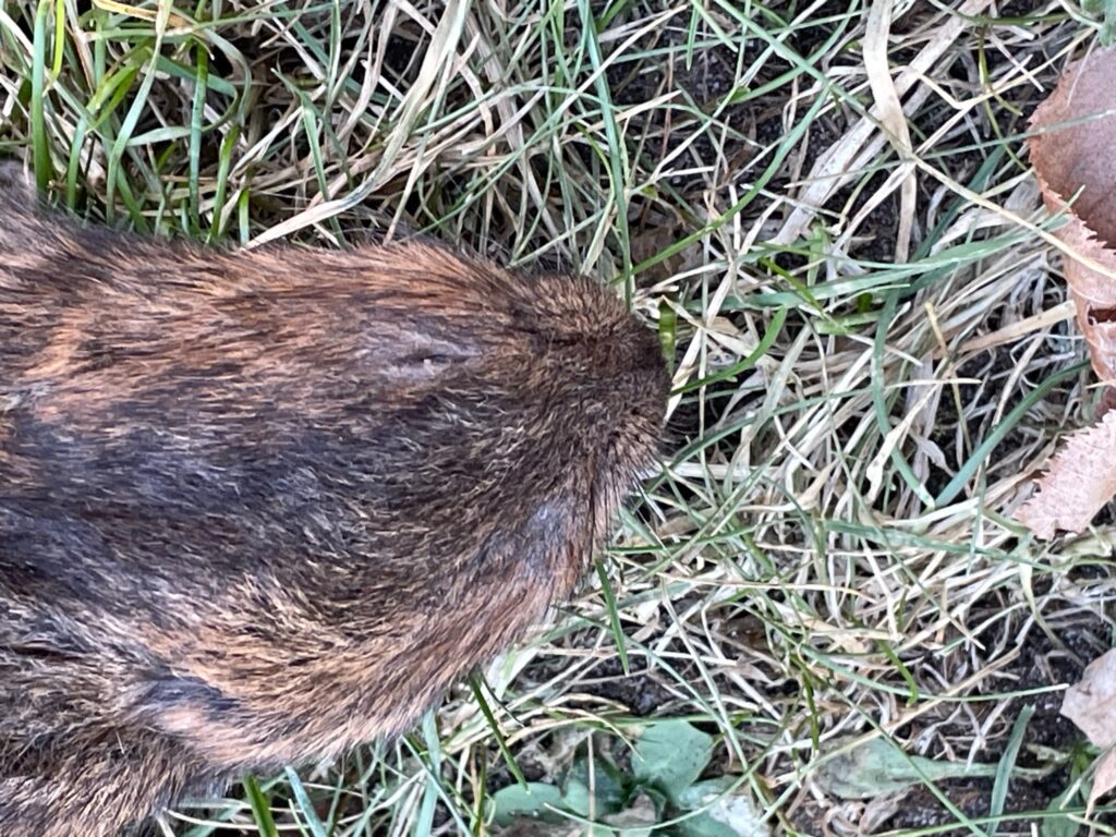 Campagnol fouisseur (Arvicola amphibius)
