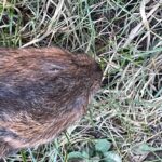 Campagnol fouisseur, rat taupier