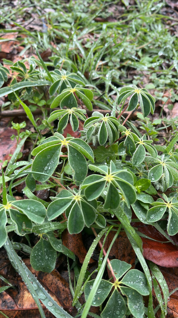 Lupin blanc (Lupinus albus)