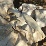 Geotextile au potager bien ou pas bien ?