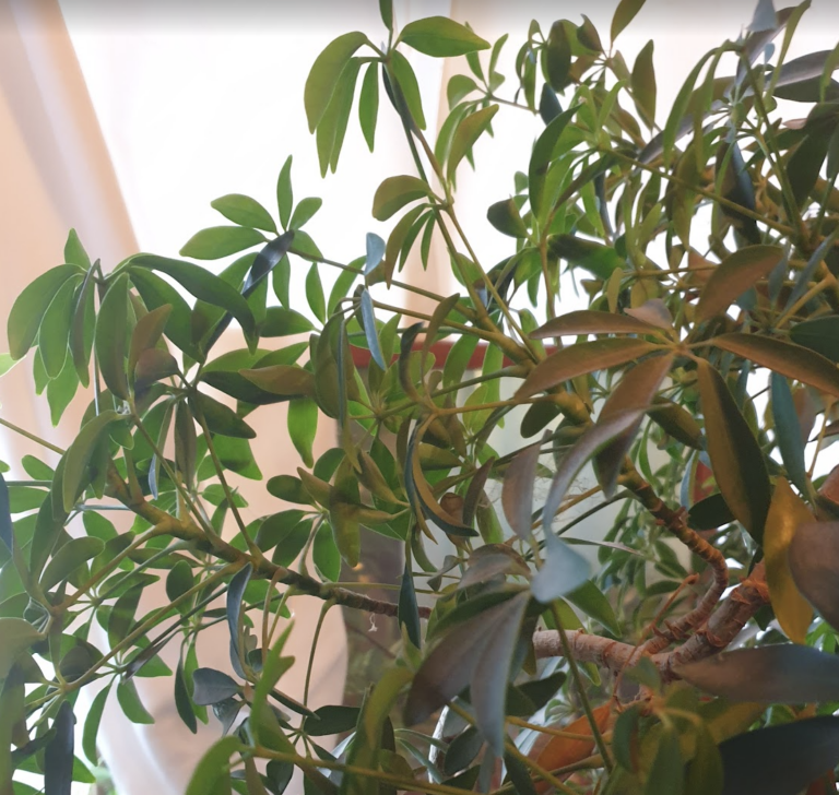 heptapleurum-arboricola