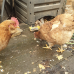 Il ne faut pas donner du pain aux oiseaux car ca contient du sel, mais les poules le tolèrent ?