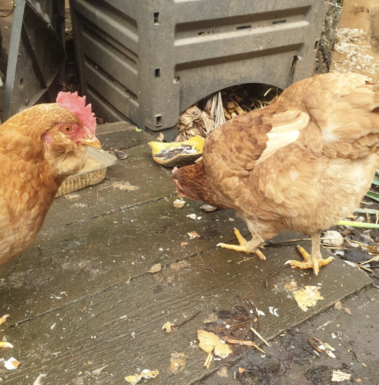 il-ne-faut-pas-donner-du-pain-aux-oiseaux-car-ca-c