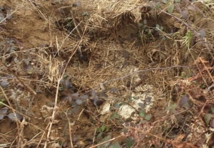 Jeter ses déchets de cuisine dans un trou dans la terre ca peut faire un lombricompost ?