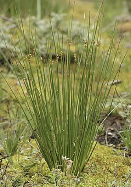 jonc-glauque-jonc-des-jardiniers-juncus-inflexus