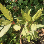 Laurus nobilis, Laurier sauce