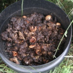 Le compost frais du lombricompost peut-il causer une infection ?