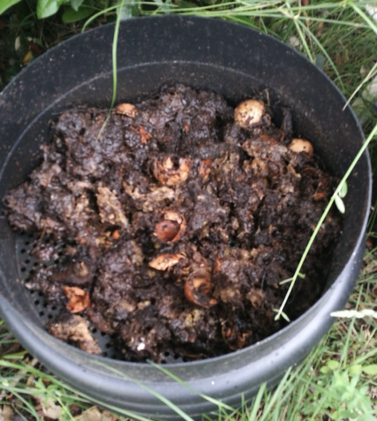 le-compost-frais-du-lombricompost-peut-il-causer-u