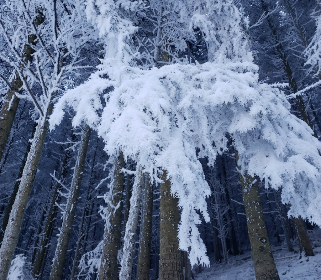 le-gel-de-cet-hiver-a-t-il-rarefie-la-future-biodi